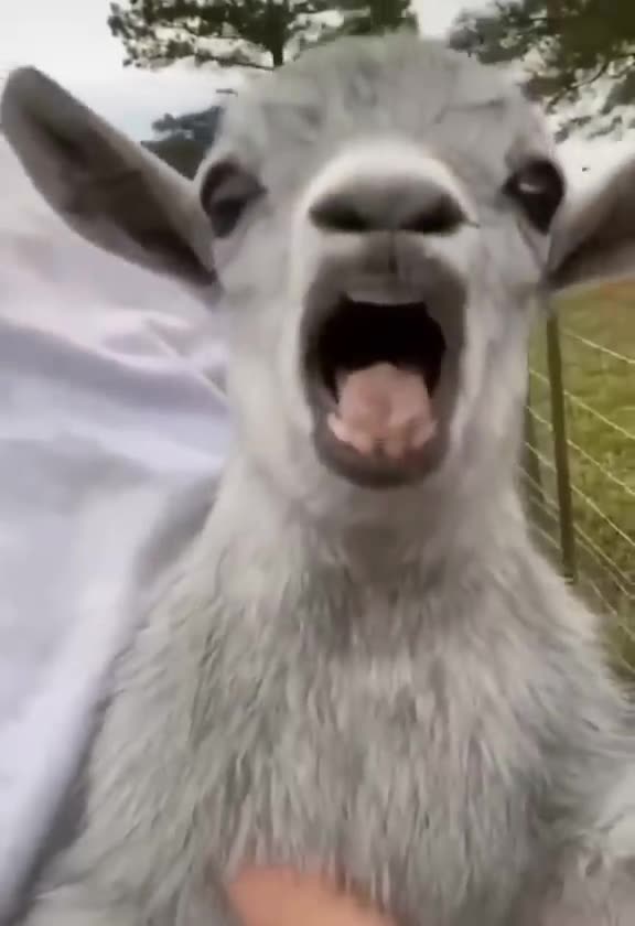 funny animals video 2023