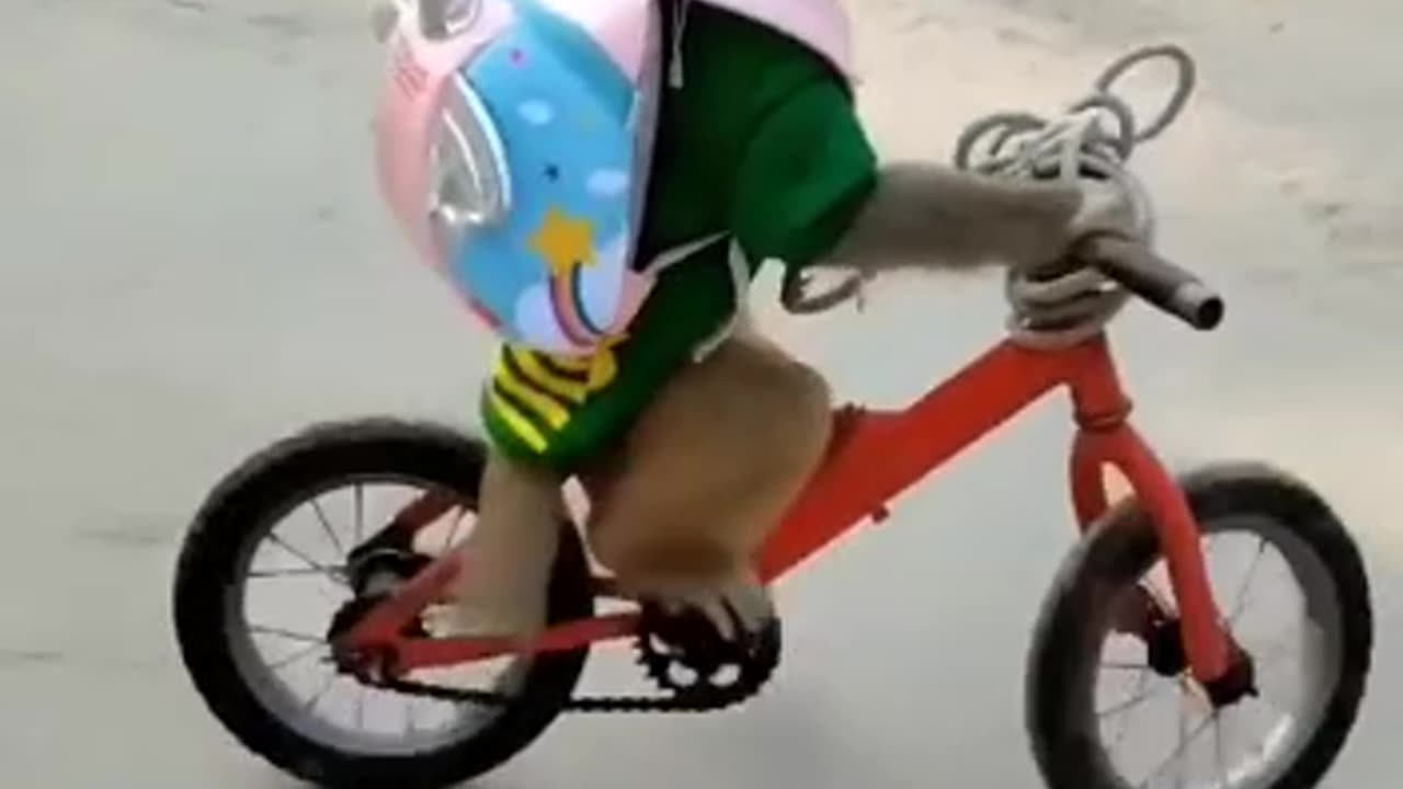 Monkey comedy video 😂🤣