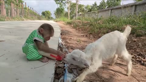 Smart Cutis Helps Dad Feed Baby Goats