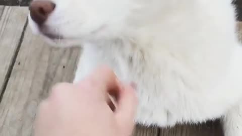 I saw a cute dog