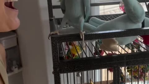 Toking parrot funy