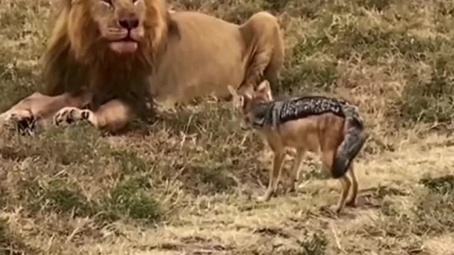 The lion
