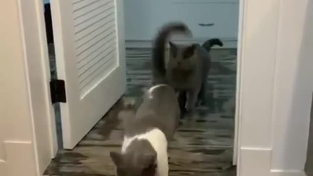 pet combo 2022 #cats #pets #foryou #funnyvideo #trynottolaugh