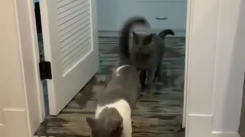pet combo 2022 #cats #pets #foryou #funnyvideo #trynottolaugh