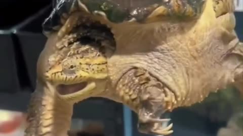 What Happened To This Turtle? 👀