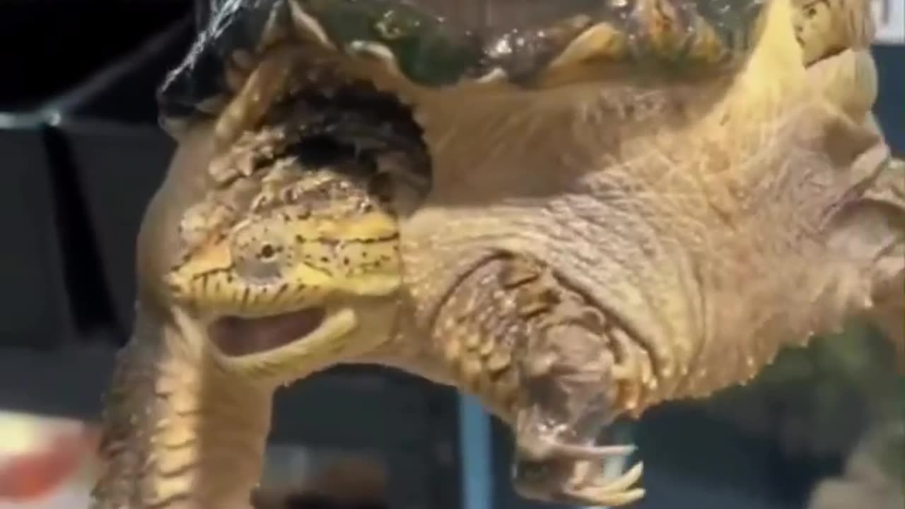 What Happened To This Turtle? 👀