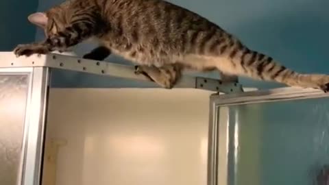 Best funny animal