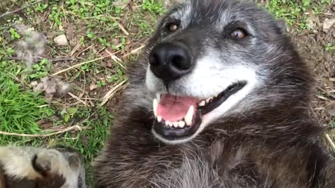 A very happy wolf