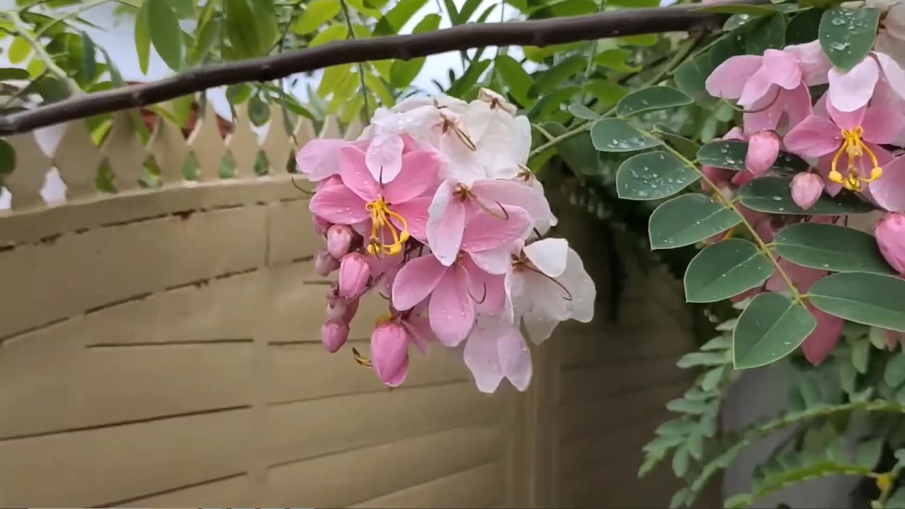 Cassia Javanica, Pink & White Shower Flowering Tree, Fragrant Garden