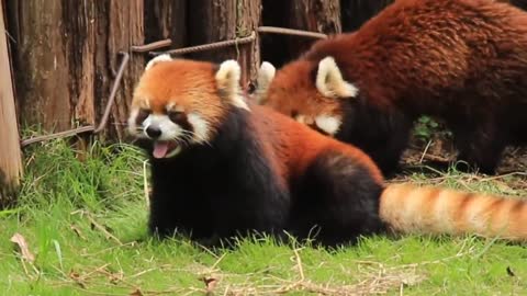 There's no cuter little tongue than # Red Panda