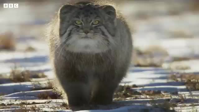 Worlds Grumpiest Cat | Frozen Planet || Bbc Earth 😎💕😽