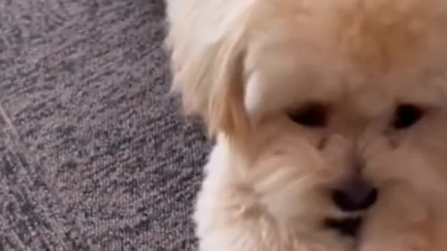 The dog is always nice and cute. We should treat it well.