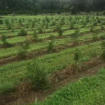 Green giant liners planted spring 2021