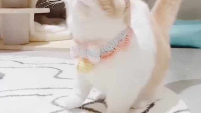 Anak kucing gemuk/ kucing viral #short #viral #animal #tiktok #kucinglucu #meow #viral #tranding1