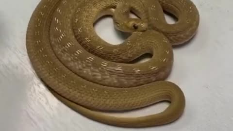 Snake moving rolling 😍