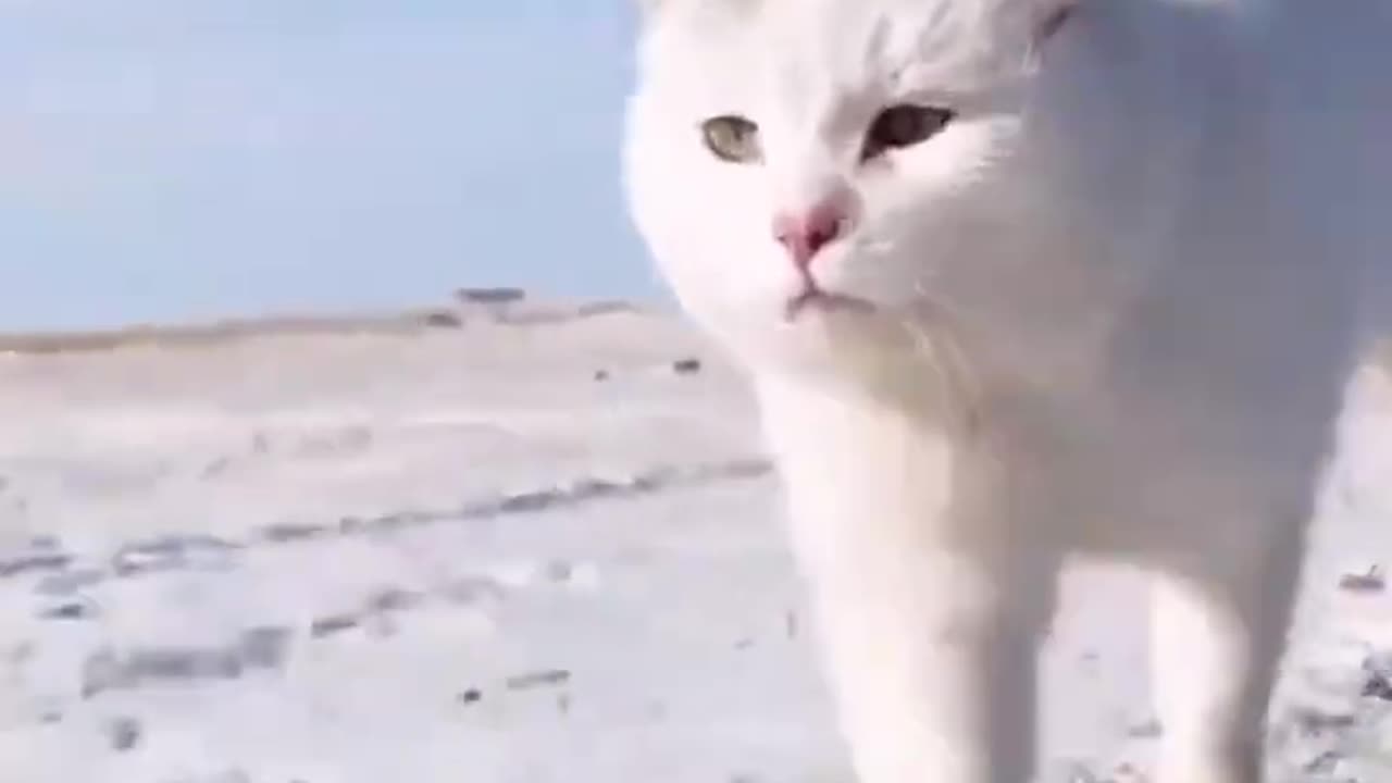 "Adorable White Cat: The Cutest Feline You'll Ever See!"