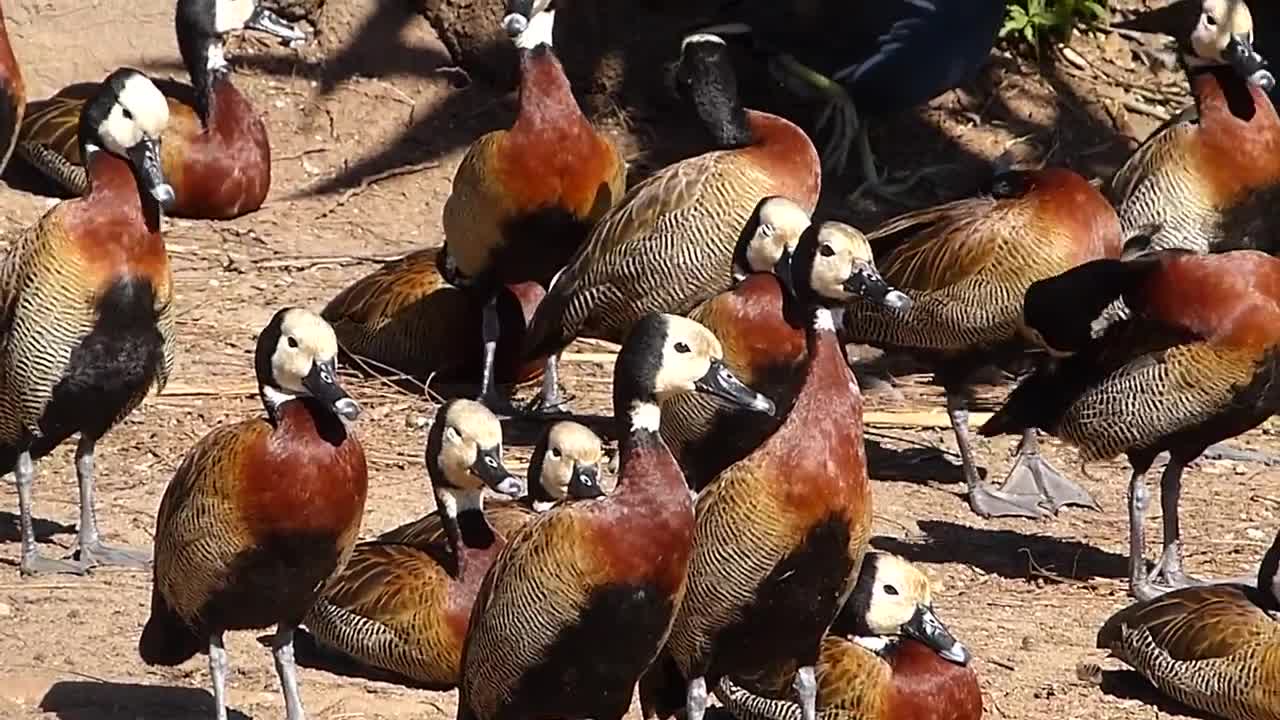 animais MARRECOS IRERÊ fauna pantaneira brasileira pantanal vida selvagem brazilian brazil