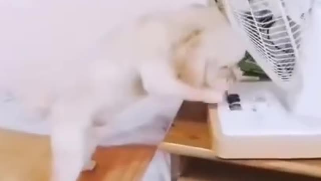 Funny Dogs 😂😂😂😂😂