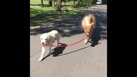 Cute and fluffy animals, horses living