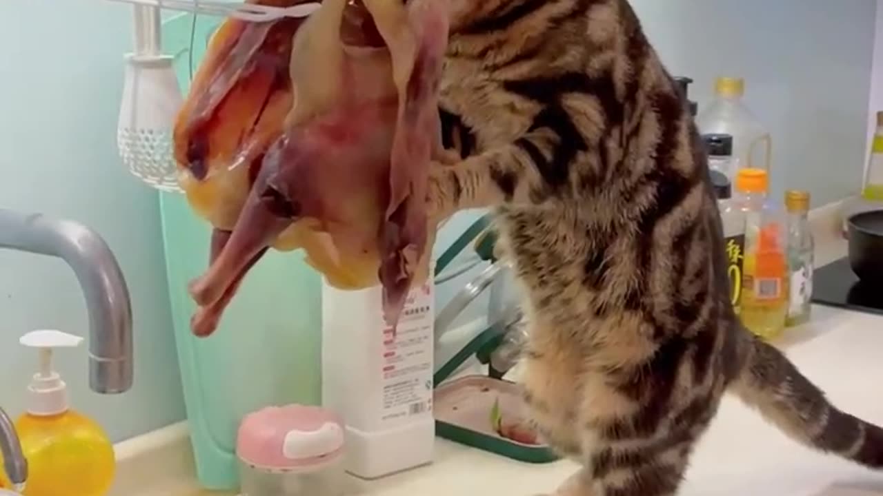 Cat eat chicken #cute #cat #animals #cateating