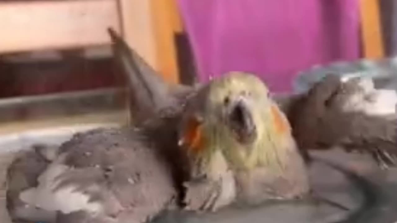 Cockatiel | Funny parrot | Funny birds | funny animals