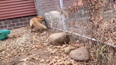 Finnegan Fox chats while being scratched,