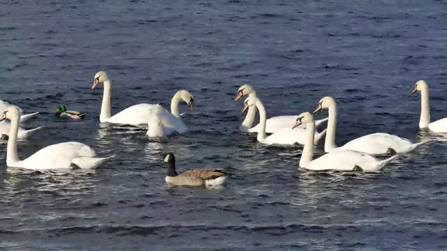 Goose Army