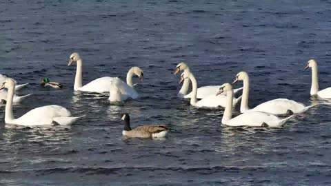 Goose Army