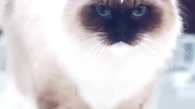 cat walks waddle like a star