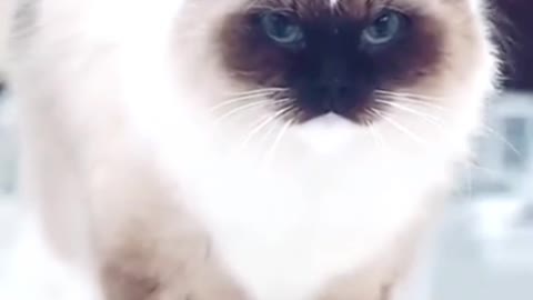 cat walks waddle like a star