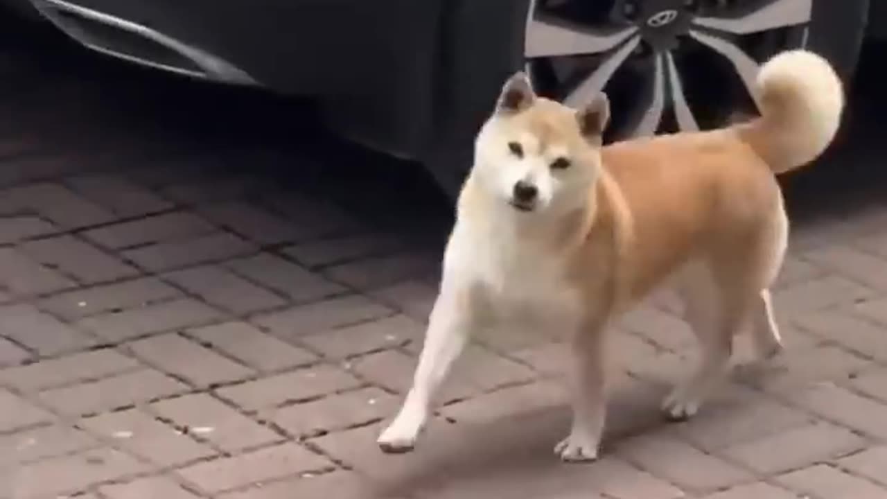 funny animal dance🤣😂❤