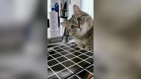 Funny Cats