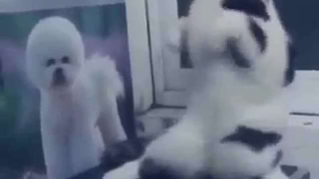 Cat dance #3