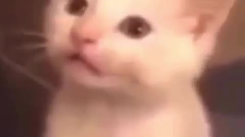 C a t