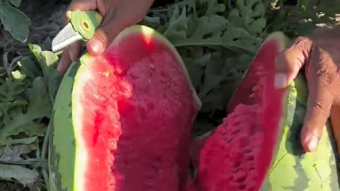 Watermelon is very crispy and fresh - Farm fresh ninja fruit cutting