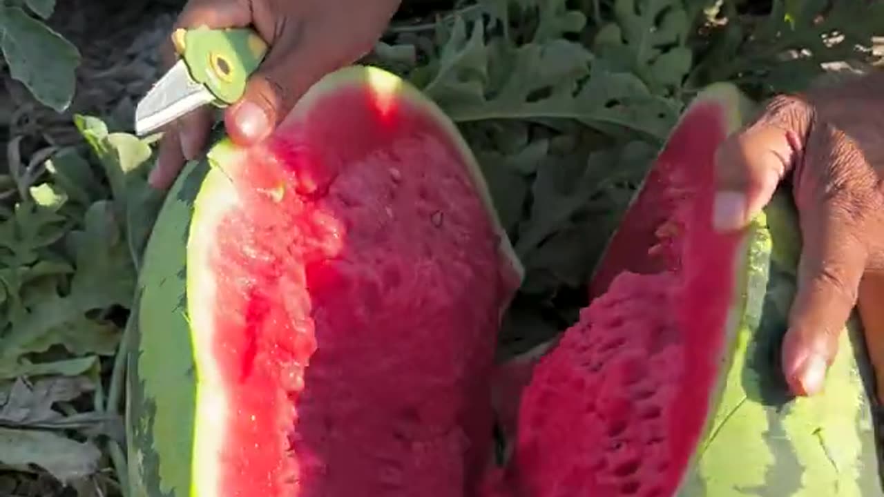 Watermelon is very crispy and fresh - Farm fresh ninja fruit cutting