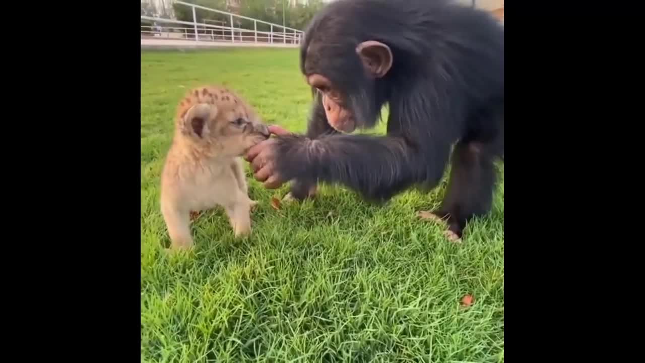 Dr. Chimp examines a lion cub