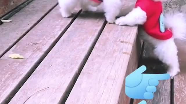 Is it cute
