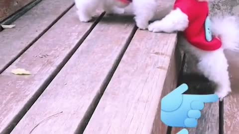 Is it cute