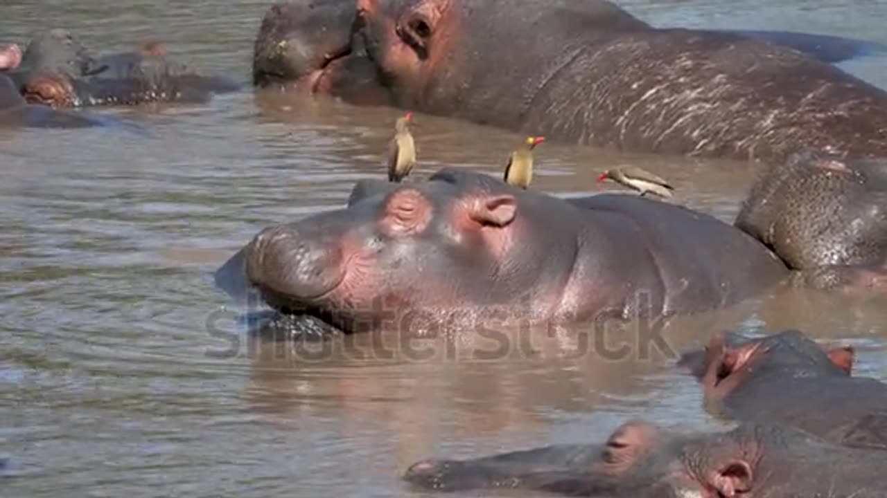 Herd hippos with small calf sleeping resting in Mara river with brown muddy water.