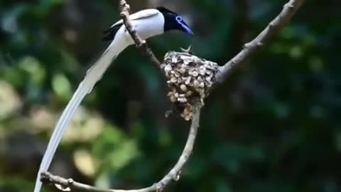 Beautiful mother bird and cute baby bird