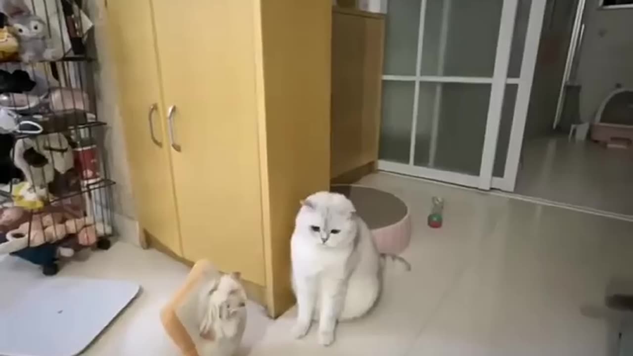 cute cats being weird and wacky