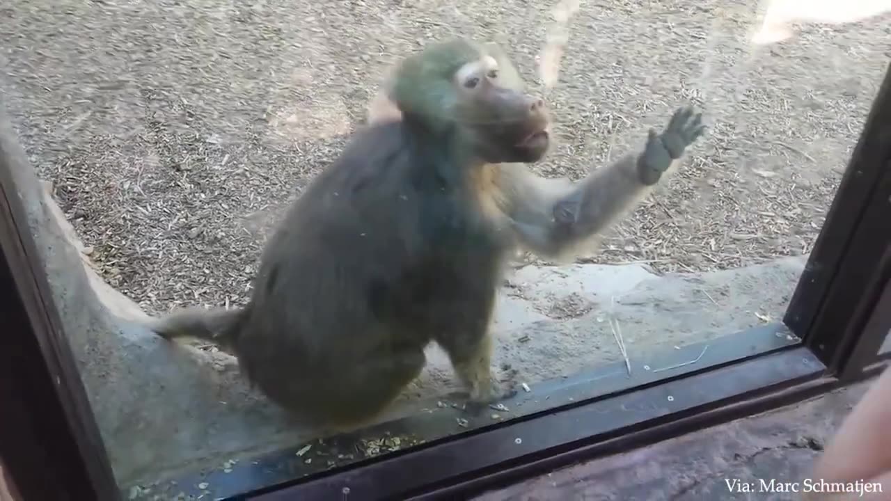 Funny monkeys will make you laugh hard - Funny Animals