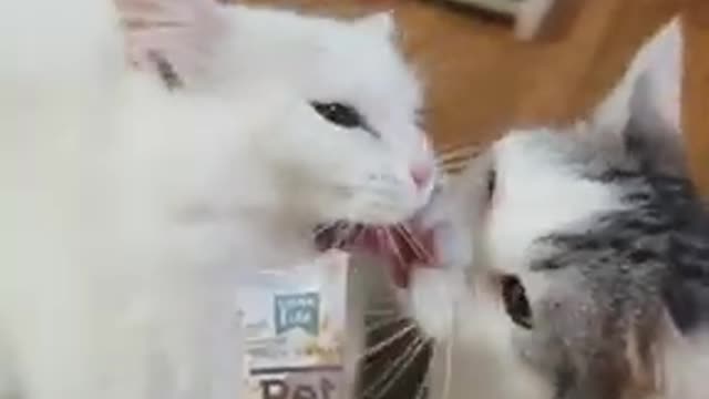 Cat got your tongue | funny cat