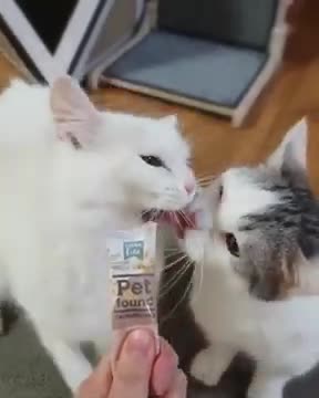Cat got your tongue | funny cat