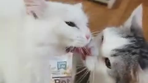 Cat got your tongue | funny cat