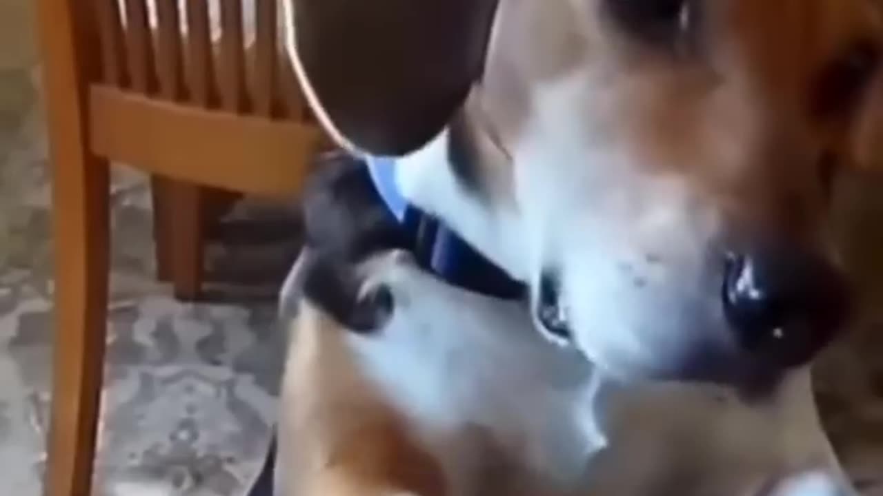 Funny animals 2023π - Funniest Cats and Dogs Videoππ