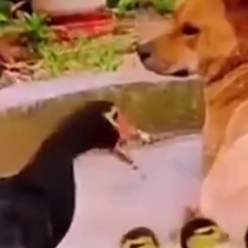 Those are my baby, fight with a dog