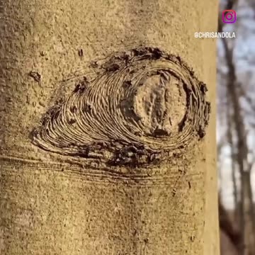 TREE ART
