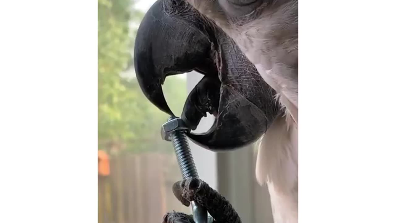 You must watch this!What an amazing parrot!!